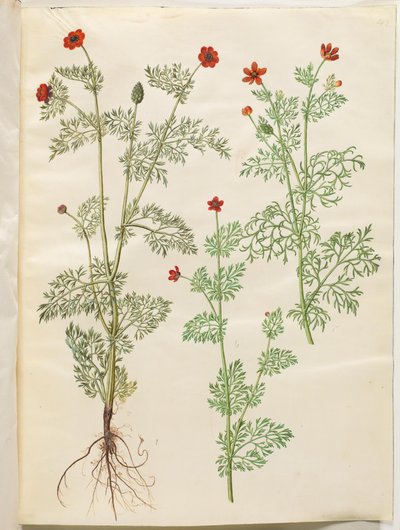 Adonis annua (adonis d