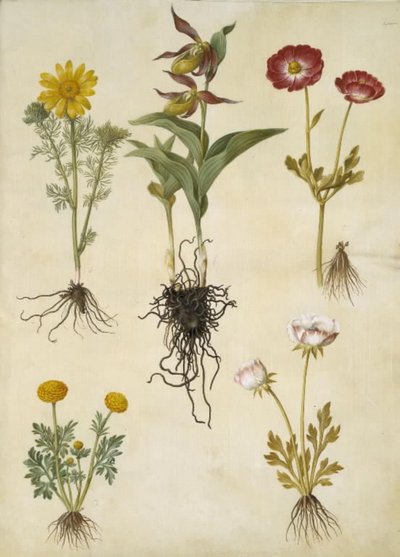 Adonis vernalis; Cypripedium calceolus; Ranunculus asiaticus; Ranunculus - Hans Simon Holtzbecker