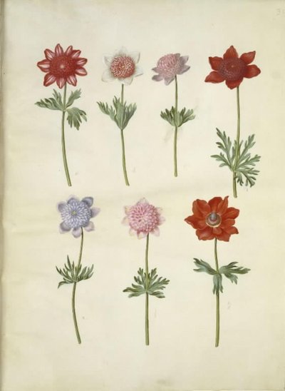 Anemone coronaria (anémone couronnée) - Hans Simon Holtzbecker