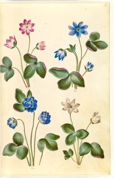Anémone hépatique (anémone bleue) - Hans Simon Holtzbecker