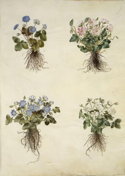 Anémone hépatique (anémone bleue) - Hans Simon Holtzbecker
