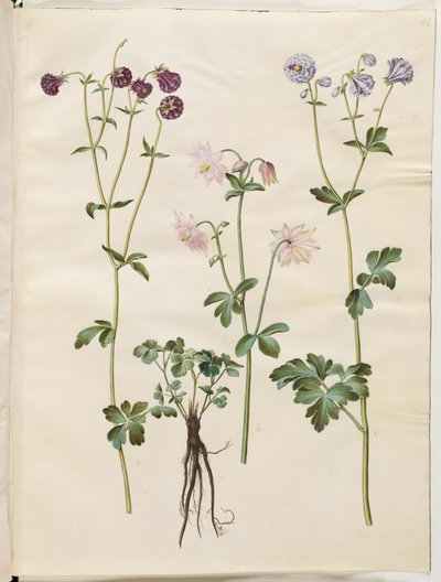 Aquilegia vulgaris (ancolie commune) - Hans Simon Holtzbecker