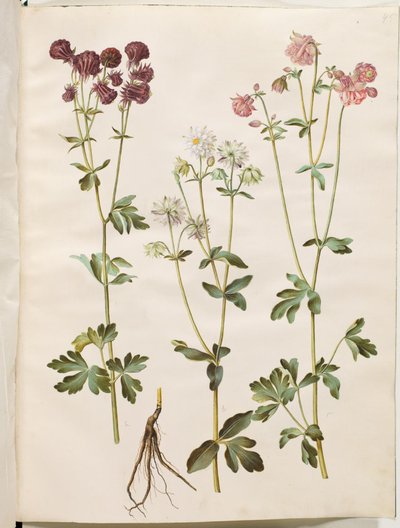Ancolie commune (Aquilegia vulgaris) - Hans Simon Holtzbecker