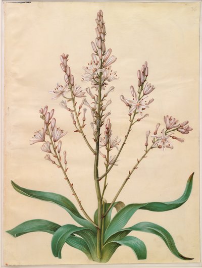 Asphodelus ramosus - Hans Simon Holtzbecker