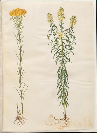 Aster linosyris (aster doré); Linaria vulgaris (linaire commune) - Hans Simon Holtzbecker