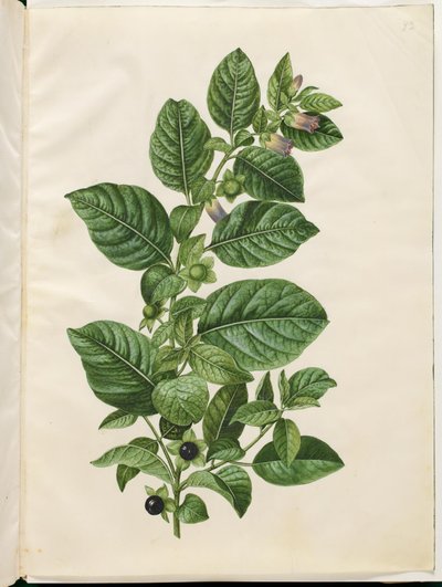 Atropa belladonna (belladone) - Hans Simon Holtzbecker