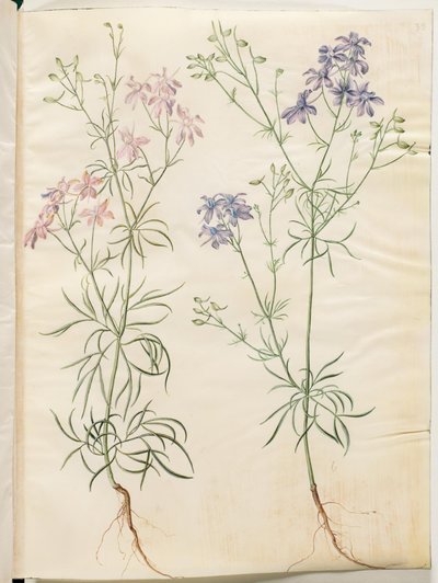 Consolida regalis (pied d