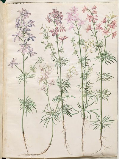Consolida regalis (pied d