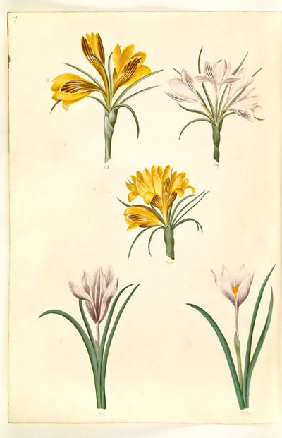 Crocus angustifolius (crocus des Balkans); Crocus versicolor (crocus des Alpes); Crocus vernus (?) (crocus de printemps) - Hans Simon Holtzbecker