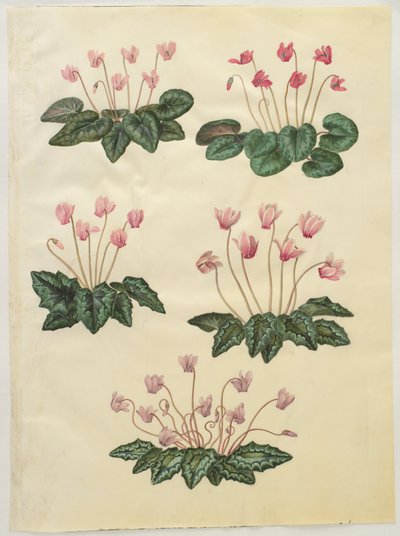 Cyclamen purpurascens ; Cyclamen hederifolium - Hans Simon Holtzbecker