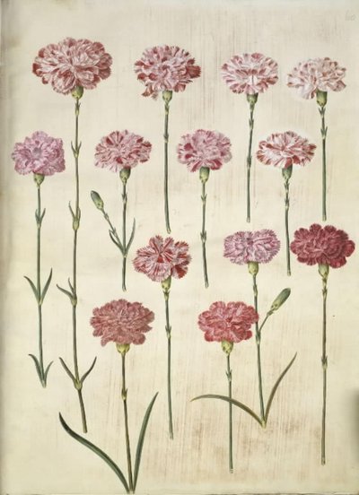 Dianthus caryophyllus (œillet de jardin) - Hans Simon Holtzbecker