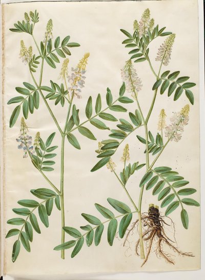 Galega officinalis (rue des chèvres) - Hans Simon Holtzbecker