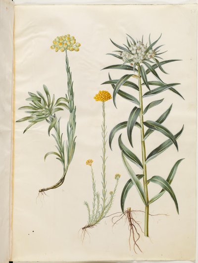 Helichrysum orientale (immortelle orientale); Helichrysum Stoechas (immortelle puante); Anaphalis margaritacea (perle des prés) - Hans Simon Holtzbecker