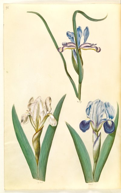 Iris graminea (iris à feuilles de graminée); Iris lutescens ou Iris pumila (?) (iris nain ou iris bas) - Hans Simon Holtzbecker