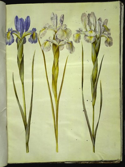 Iris latifolia (iris anglais) - Hans Simon Holtzbecker