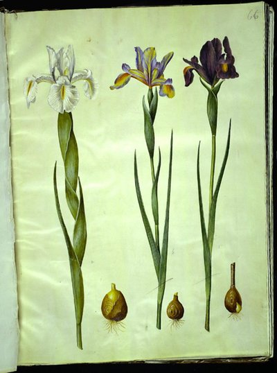 Iris latifolia (iris anglais); Iris xiphium (iris espagnol) - Hans Simon Holtzbecker
