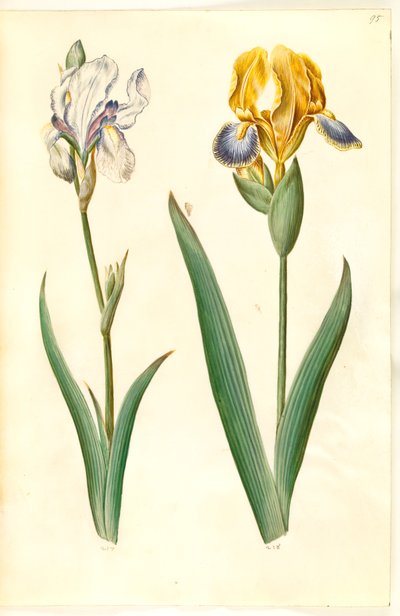 Iris pallida (iris pâle); Iris variegata (iris bigarré) - Hans Simon Holtzbecker
