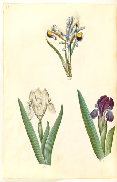 Iris persica (iris persan); Iris lutescens ou Iris pumila (?) (iris nain ou iris bas) - Hans Simon Holtzbecker