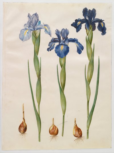 Iris xiphioides - Hans Simon Holtzbecker