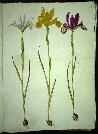 Iris xiphium (iris espagnol) - Hans Simon Holtzbecker