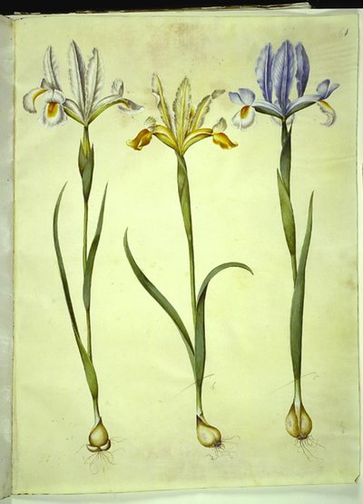 Iris xiphium (iris espagnol) ou Iris latifolia (iris anglais); Iris xiphium (iris espagnol) - Hans Simon Holtzbecker
