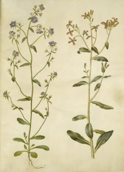 Legousia speculum-veneris (vrai miroir de Vénus); Hesperis tristis (violon de nuit) - Hans Simon Holtzbecker