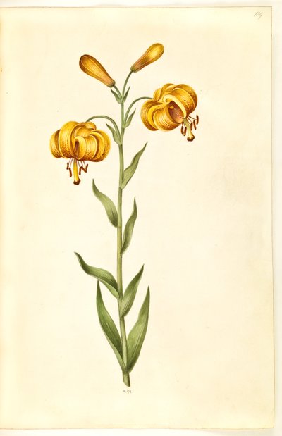Lilium pyrenaicum (lys des Pyrénées) - Hans Simon Holtzbecker