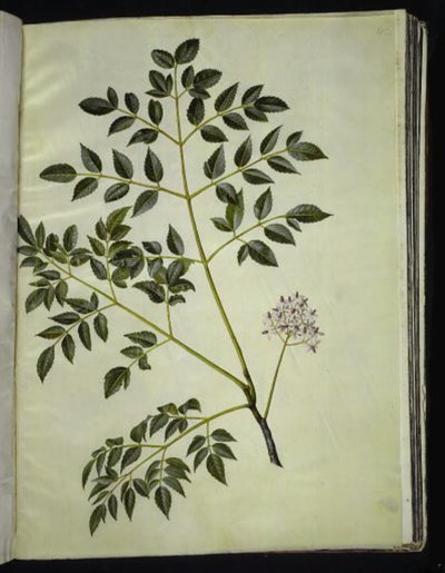 Melia azedarach (arbre paternoster) - Hans Simon Holtzbecker