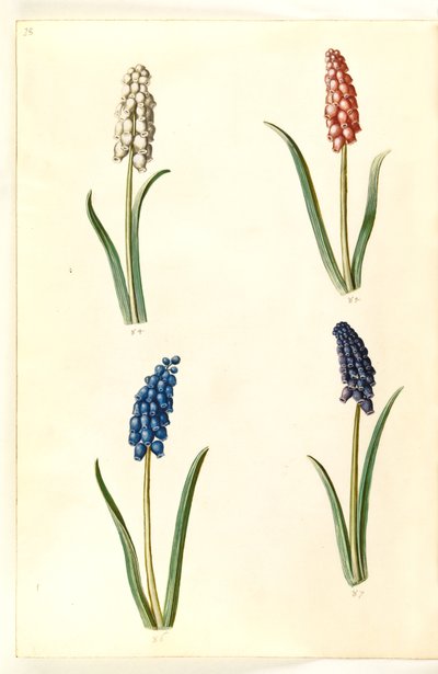 Muscari botryoides (jacinthe perle commune) - Hans Simon Holtzbecker