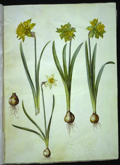 Narcissus pseudonarcissus; Narcissus ? ×incomparabilis (narcisse de jardin) - Hans Simon Holtzbecker