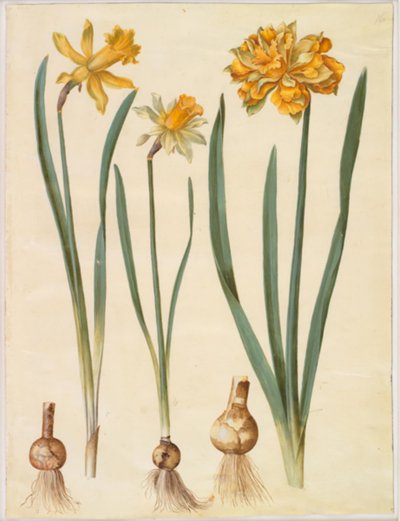 Narcissus pseudonarcissus major (grande jonquille); Narcissus pseudonarcissus bicolor (jonquille bicolore); Narcissus pseudonarcissus - Hans Simon Holtzbecker