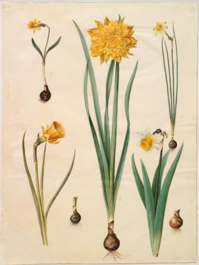 Narcissus pseudonarcissus minor; Narcissus pseudonarcissus (jonquille); Narcissus ×tenuior; Narcissus bulbocodium (narcisse crinoline); Narcissus pseudonarcissus bicolor (jonquille bicolore) - Hans Simon Holtzbecker
