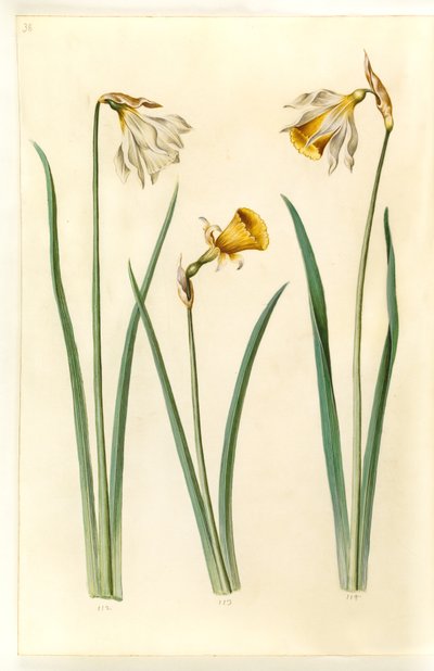 Narcissus pseudonarcissus moschatus (narcisse musqué); Narcissus bulbocodium (narcisse crinoline); Narcissus pseudonarcissus (jonquille) - Hans Simon Holtzbecker