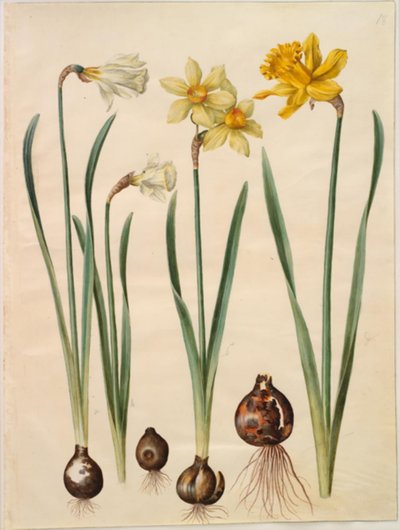 Narcissus pseudonarcissus moschatus (narcisse musqué); Narcissus ×medioluteus (narcisse à deux fleurs); Narcissus pseudonarcissus major (grande jonquille) - Hans Simon Holtzbecker