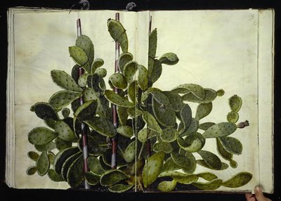 Opuntia ficus-indica, Opuntia humifusa ou Opuntia monacantha (espèce de figuier de Barbarie) - Hans Simon Holtzbecker