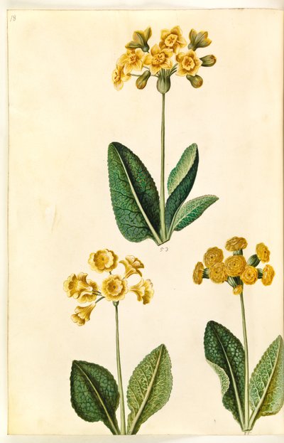 Primula ×polyantha (?); Primula veris (?) - Hans Simon Holtzbecker