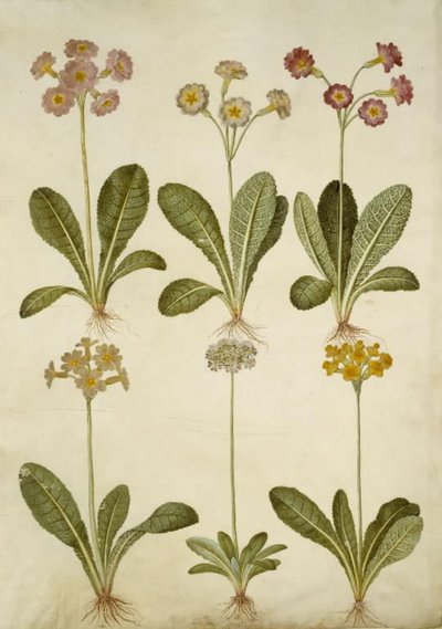 Primula veris (hybride de primevère officinale); Primula farinosa (primevère farineuse) - Hans Simon Holtzbecker