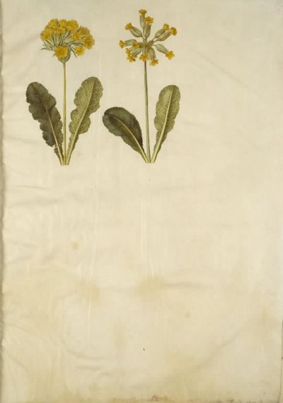Primula veris (hybride de primevère officinale); Primula veris (primevère officinale) - Hans Simon Holtzbecker