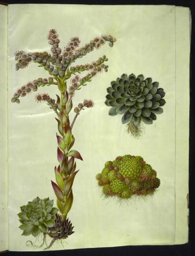 Sempervivum tectorum (joubarbe des toits); Sempervivum montanum (joubarbe des montagnes) - Hans Simon Holtzbecker