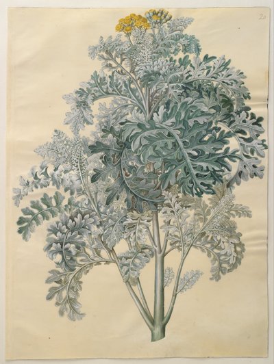 Senocio bicolor - Hans Simon Holtzbecker