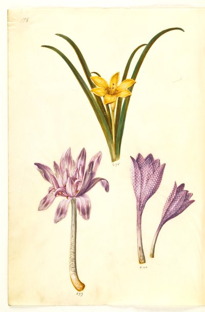 Sternbergia lutea (sternbergia commune); Colchicum autumnale (colchique d