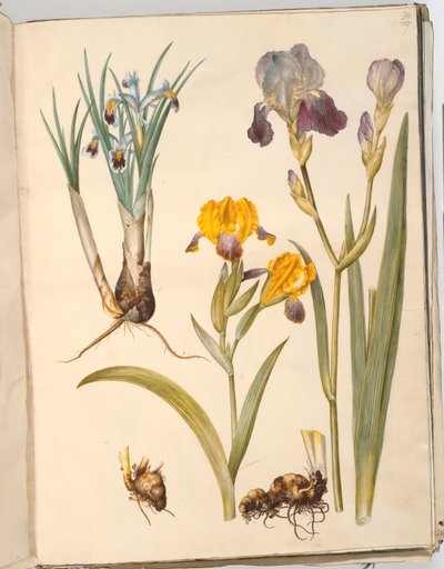 Titre : Iris persica (iris persan); Iris variegata (iris bigarré); Iris ×sambucina (iris de sureau) - Hans Simon Holtzbecker
