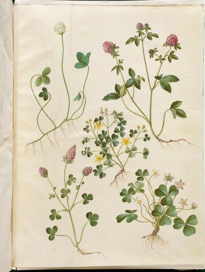 Trifolium repens (trèfle blanc); Trifolium pratense (trèfle rouge); Oxalis corniculata (oxalis couchée); Trifolium incarnatum (trèfle incarnat); Oxalis acetosella (oxalis des bois) - Hans Simon Holtzbecker