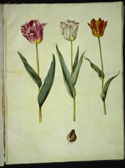 Tulipa gesneriana (tulipe de jardin) - Hans Simon Holtzbecker