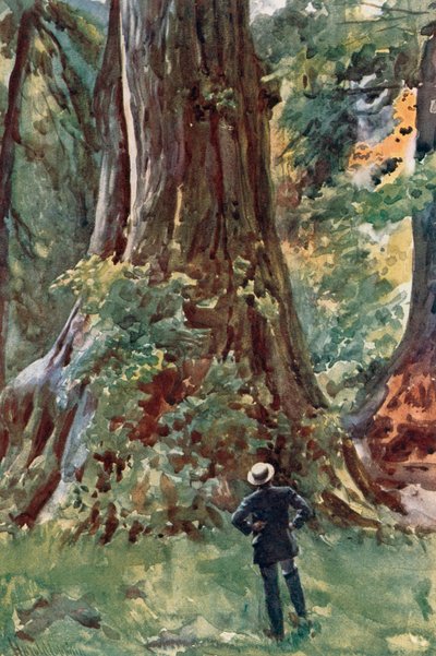 Le Grand Arbre, Stanley Park, Vancouver - Harold Copping