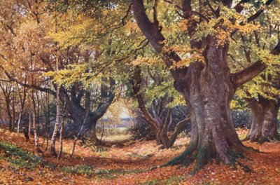 Hêtres en automne, près de Godalming - Harold Sutton Palmer