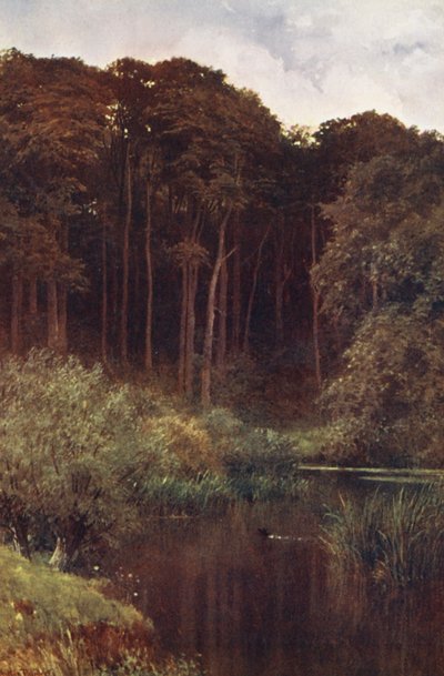Profondeurs boisées, Wotton - Harold Sutton Palmer