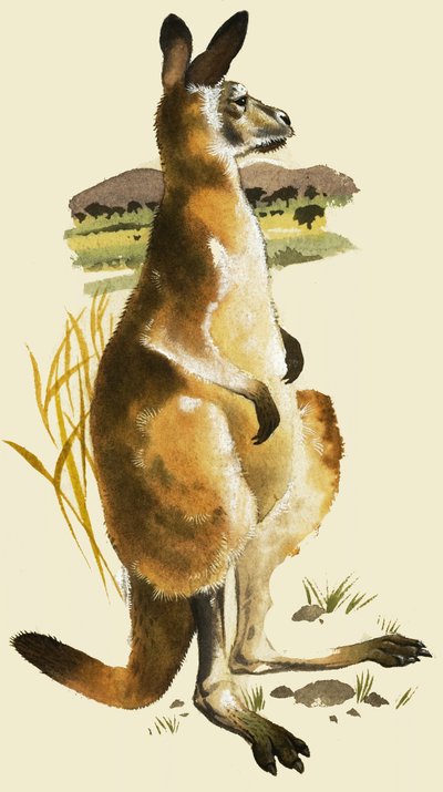 Le Kangourou - Harold Tamblyn Watts