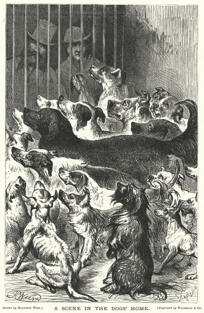 Une scène dans le refuge pour chiens - Harrison William Weir