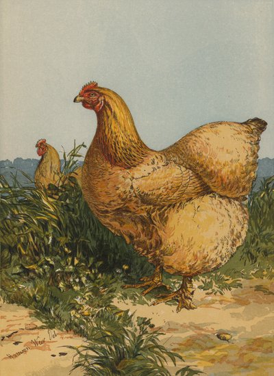 Poule Cochin fauve (chromolithographie) - Harrison William Weir